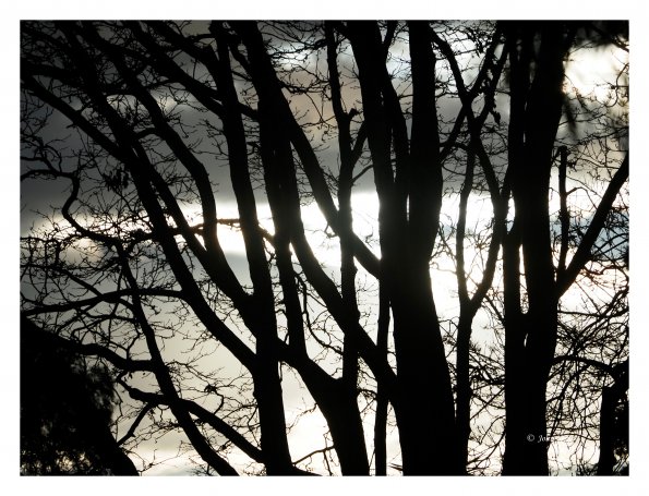 Olympus OM-D E-M1 MkII MILC