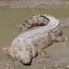 View the image: SaltwaterCrocodile