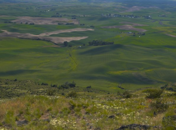 Sharon-Engstroms_original