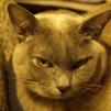 View the image: OLYMPUS DIGITAL CAMERA