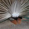 View the image: Peacock