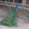 View the image: Peacock