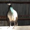 View the image: Peahen