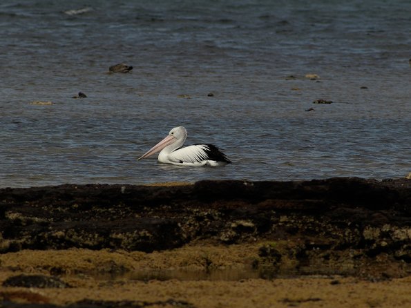 OM legacy lens f4.5/300 + E-510