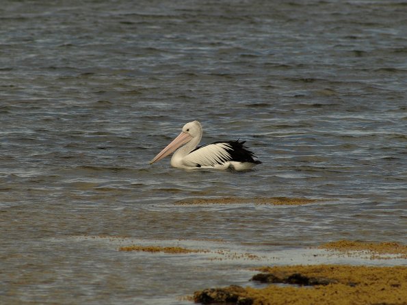 OM legacy lens f4.5/300 + E-510