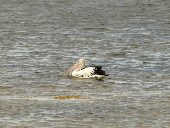 OM legacy lens f4.5/300 + E-510