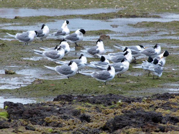 OM legacy lens f4.5/300 + E-510