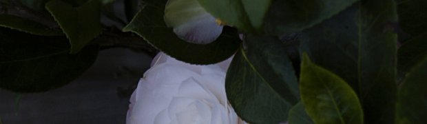 E-1TestShots:
OLYMPUS DIGITAL CAMERA