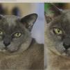 View the image: M226103_OiShare+PS Comparison