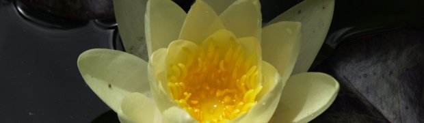 Plants:
OLYMPUS DIGITAL CAMERA