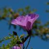 View the image: Purple flower