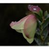 View the image: Pimelea physodes, Qualup Bell