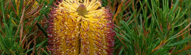 Plants:
OLYMPUS DIGITAL CAMERA