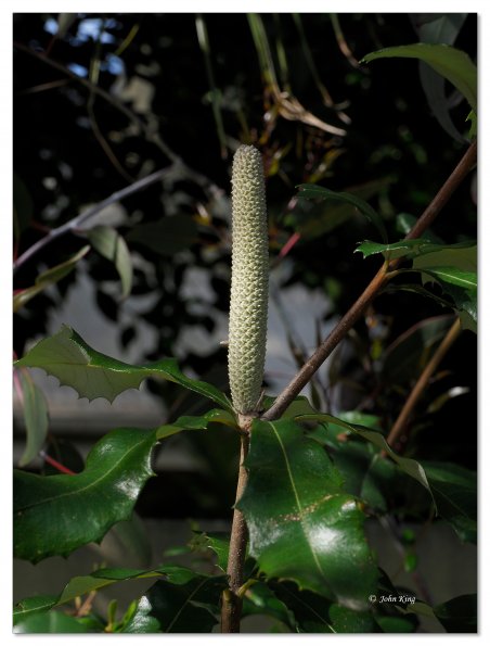 Banksia flower spike