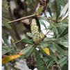 View the image: Banksia flower spike