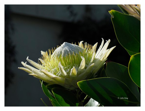White Protea