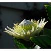 View the image: White Protea