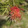 View the image: Grevillea