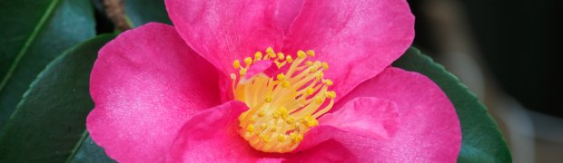 Plants:
_M237812-50