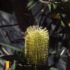 View the image: Bee and banksia
