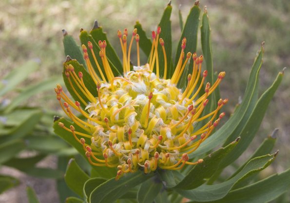 Hazel_s protea_w