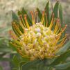 View the image: Hazel_s protea_w