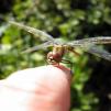 View the image: Dragonfly on my Finger
