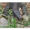 View the image: Lace Monitor (aka Goanna)
Olympus E-30
