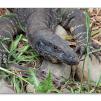 View the image: Lace Monitor (aka Goanna)
Olympus E-30