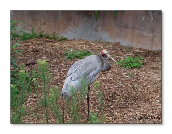 Brolga (Grus rubicunda)
Olympus E-30