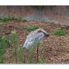 View the image: Brolga (Grus rubicunda)
Olympus E-30