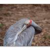 View the image: Brolga (Grus rubicunda)
Olympus E-30
