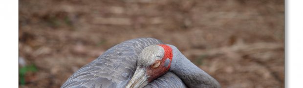 healesville-w-s:
Brolga (Grus rubicunda)
Olympus E-30