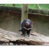 View the image: Tasmanian devil
Olympus E-30