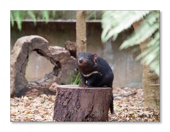 Tasmanian devil
Olympus E-30