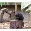 View the image: Tasmanian devil
Olympus E-30