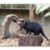 View the image: Tasmanian devil
Olympus E-30