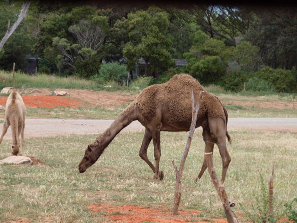 Dromedary camel - Olympus E-30