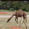 View the image: Dromedary camel - Olympus E-30