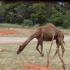 View the image: Dromedary camel - Olympus E-30