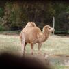 View the image: Dromedary camel - Olympus E-30