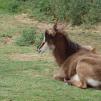 View the image: Addax, critically endangered in the wild
Olympus E-30