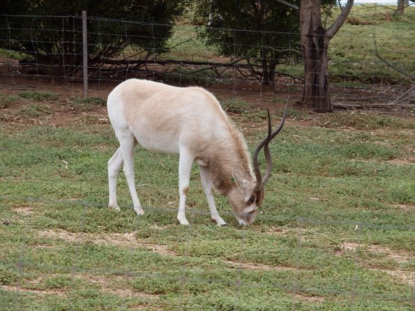 Addax, critically endangered in the wild
Olympus E-30