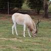 View the image: Addax, critically endangered in the wild
Olympus E-30