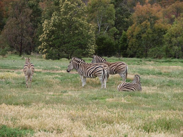 Zebra - Olympus E-30