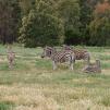 View the image: Zebra - Olympus E-30