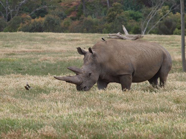 Rhinoceros - Olympus E-30