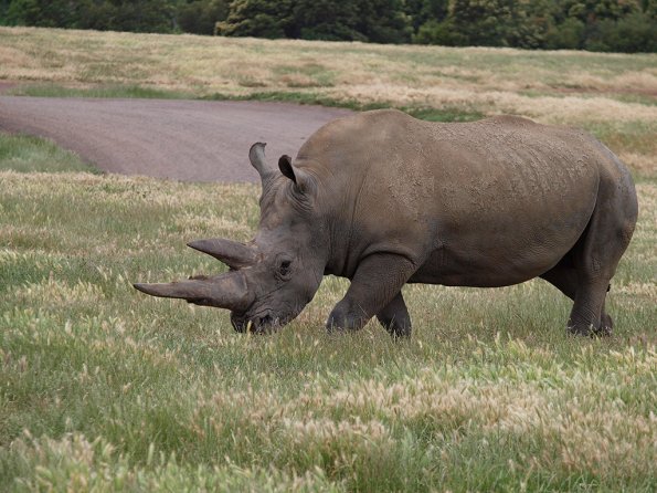Rhinoceros - Olympus E-30