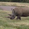 View the image: Rhinoceros - Olympus E-30