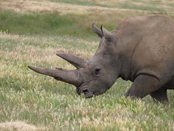 Rhinoceros - Olympus E-30